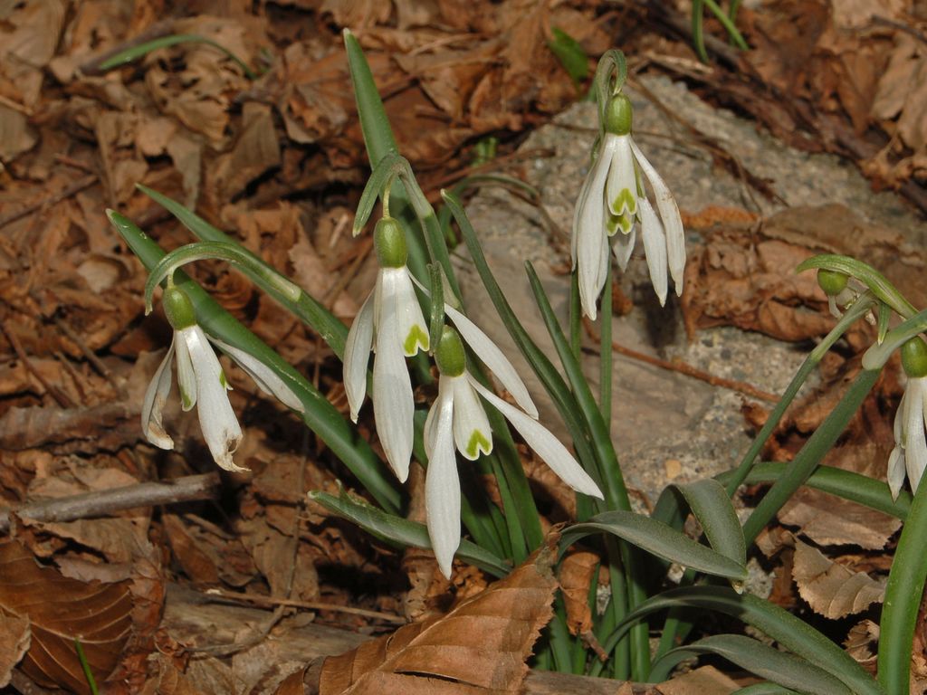 Galanthus nivalis